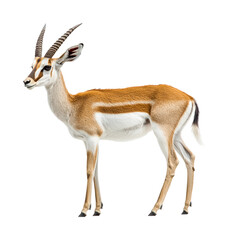 Graceful gazelle standing in white space animal environment artistic angle. Isolated on transparent background, png.
