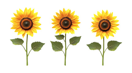 Pack of Sunflower Set Against Transparent Background for Botanical or Nature Projects