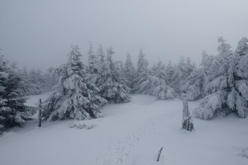 A harsh winter foggy weather on the top of the Jizera mountains at the end of the day with ice frozen spruce trees and snow everywhere evokes dramatic adventure when hiking in the snow wonderland