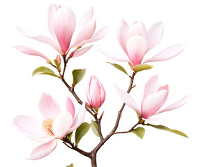 Dreamy Magnolia Bloom Illustration, A soft, delicate display of pink and white magnolia blossoms in full bloom, radiating natural beauty and floral elegance