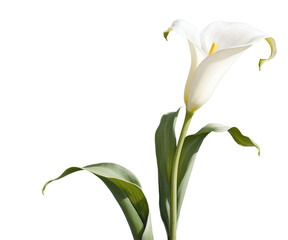 Elegant Calla Lily Illustration with Ornamental Ink Sketch Style, Depicting Botanical Beauty and Artistic Sophistication for Decorative and Creative Purposes