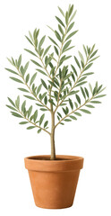 Fototapeta premium Olive Tree in Terracotta Pot