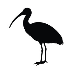 Obraz premium Ibis Silhouette Vector Art – Black and White Ibis Bird Illustration