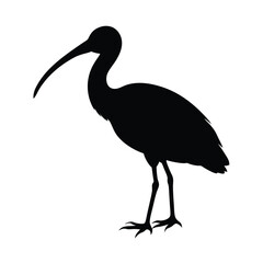 Ibis Silhouette Vector Art – Black and White Ibis Bird Illustration
