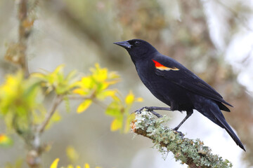 Red winged blackbird perched on lichen covered branch against blurry background. 