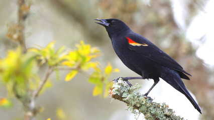 Fototapeta premium Red winged blackbird perched on lichen covered branch against blurry background. 