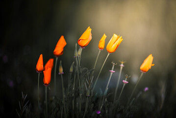Eschscholzia californica also known as the California poppy or golden poppy in the grass with the...
