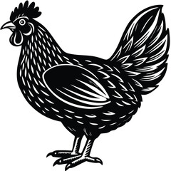 rooster isolated on white, vector 
