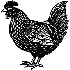 rooster isolated on white, vector 
