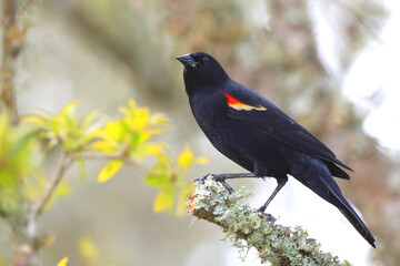 Red winged blackbird perched on lichen covered branch against blurry background. 