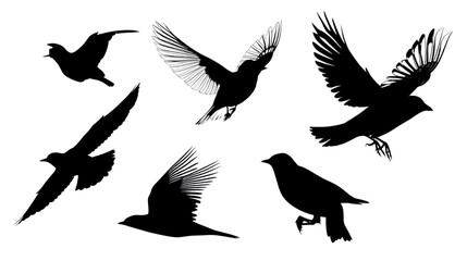 Obraz premium Set of a flying bird Vector illustration silhouette image icon