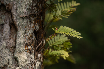 Lively leaves growing out of side of tree