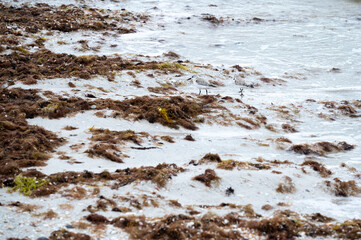 Two little birds running along the beach