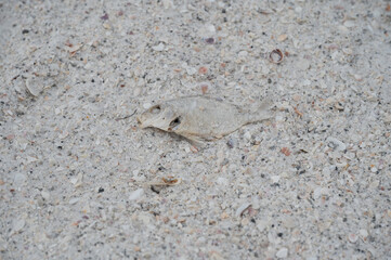 Red Algae leaves fish rotting on beach