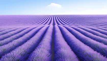 Lavender Field, Horizon, Clouds
