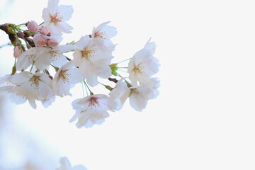 Obraz premium 清楚なソメイヨシノのクローズアップ 白背景