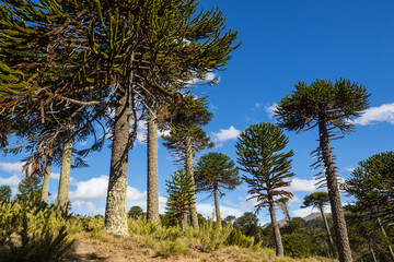 Obraz premium Araucaria
