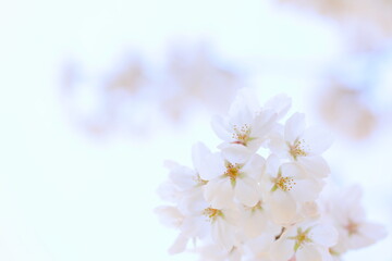 Fototapeta premium 清楚なソメイヨシノのクローズアップ 空背景