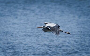 Ardea cinerea aka grey heron. Huge bird is flying above the pond in Czech republic. 