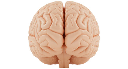 Isolated Human Brain