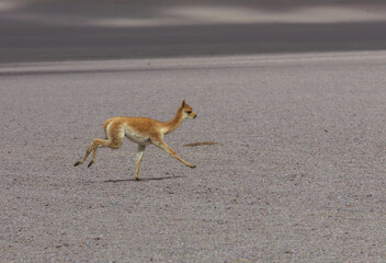 Vicuna