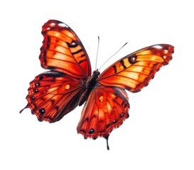 Colorful butterfly in nature wildlife forest view beauty of insects. Isolated on transparent background, png.