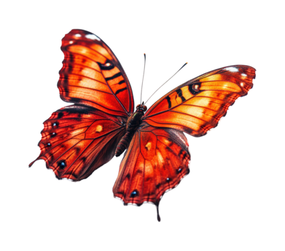 Colorful butterfly in nature wildlife forest view beauty of insects. Isolated on transparent background, png.