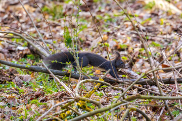 Squirrel leaping across forest floor in early spring