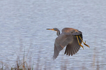 Great blue heron in the golden hour sunlight in a saltwater marsh. 
