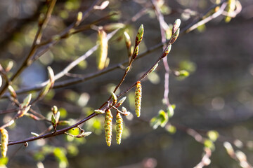 Birch catkins in early spring, close-up of budding twigs with sunlight and bokeh