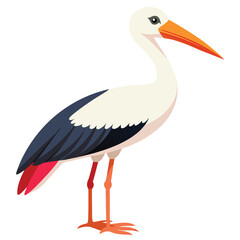 Stork isolated on white background 