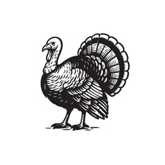 turkey vector illustration