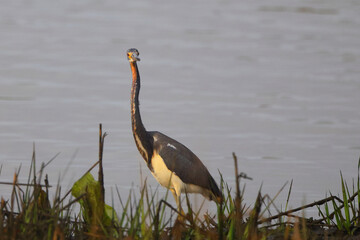 Great blue heron in the golden hour sunlight in a saltwater marsh. 