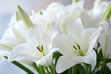 Obraz premium A stunning bouquet of bright white lilies in full bloom.