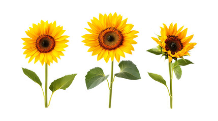 Fototapeta premium Pack of Sunflower Set Against Transparent Background for Botanical or Nature Projects