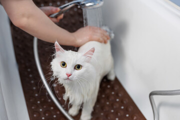 Female groomer washes a white cat in a grooming salon