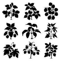 Raspberry Bush Silhouette Vector Bundle Black and White Raspberry Bush Clipart EPS Illustration