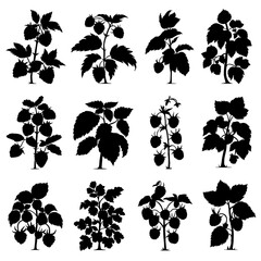 Raspberry Bush Silhouette Vector Bundle Black and White Raspberry Bush Clipart EPS Illustration