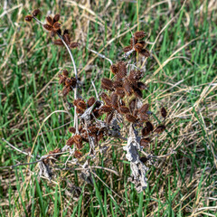 An old, dry annual plant of Xanthium strumarium with ripe fruits with thorns, these thorns easily cling to the fleece of sheep. The plant is poisonous and is used for medicinal purposes.