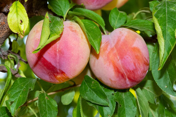 plum tree and ripe natural plum photos