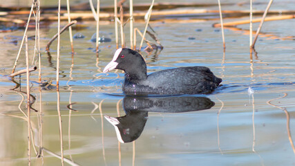 black duck in the water