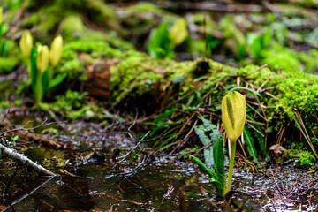 American skunk-cabbage Lysichiton americanus, Yellow flowered wild plant in humid forest, USA