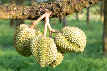 Monthong durian on tree in agriculture farm