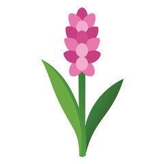 Hyacinth flower vector isolated on white background
