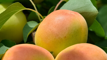 ripe fruit images. apricot photos.