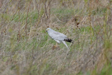 Hen harrier on the ground