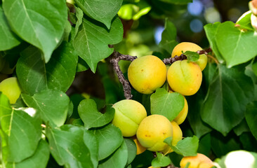 ripe fruit images. apricot photos.