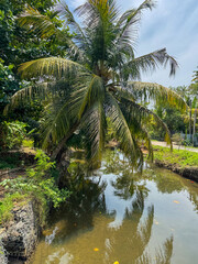 A palm tree is reflected in the water of a river
