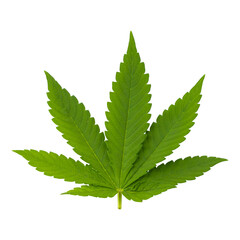 Cannabis leaves isolated on a transparent background