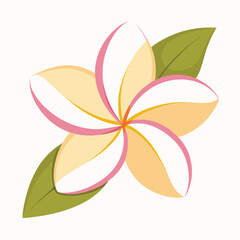 Plumeria flower vector isolated on white background